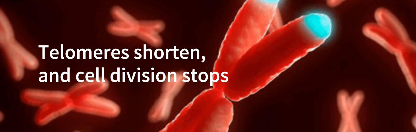 Telomeres shorten, and cell division stops